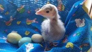 Wordless Wednesday Picture of a Turkey Poult and eggs in a basket