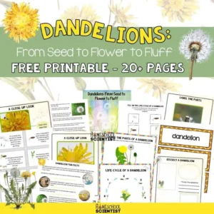 This image shows a variety of worksheets that are included in the bundle of homeschool worksheets on dandelions