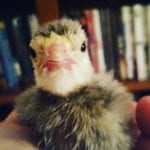 baby turkey poult