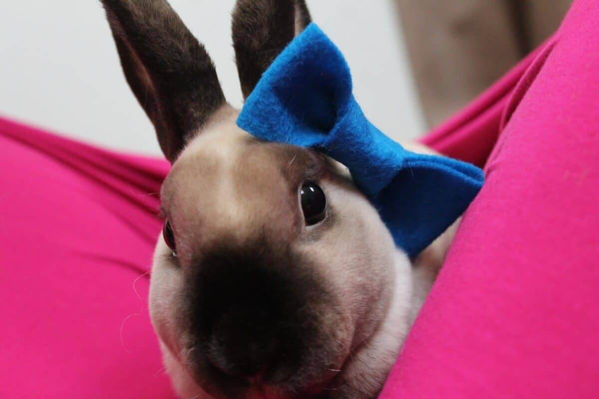 Bunny care 101: how to take care of your pet bunny this summer