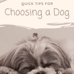 choosing a dog