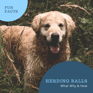 herding ball