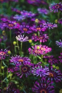 image of Currently Arranging pretty purple flowers